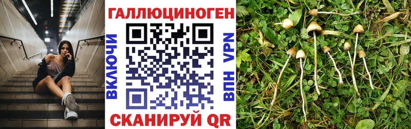 Псилоцибиновые грибы Cubensis  где купить   Мончегорск 